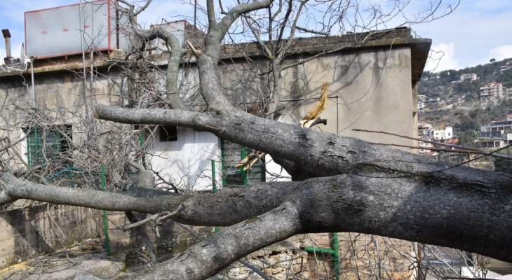 النشرة: سقوط شجرة معمرة على منزل في حاصبيا جراء الرياح القوية