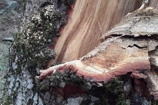 مجهولون أقدموا على قطع اشجار شوح من غابات القموعة في عكار