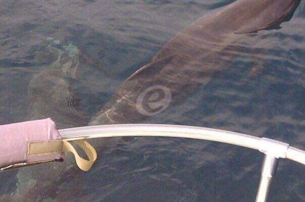 النشرة: رصد مجموعة من الدلافين مقابل شاطىء صيدا الشمالي