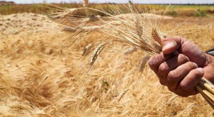 نائبة وزير الزراعة الروسي: موسكو تستهدف تصدير 55 مليون طن من الحبوب سنويا