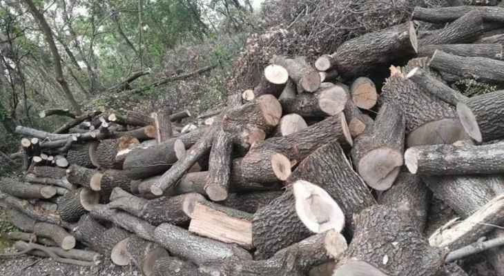 قطع أكثر من 250 شجرة سنديان في وادي السلوقي