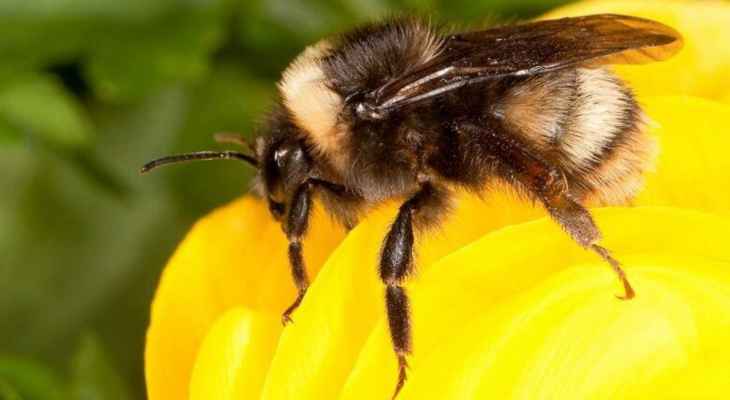 علماء يستعينون بأدمغة النحل لتحقيق طفرة في الذكاء الاصطناعي