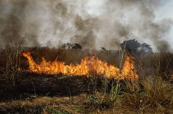 النشرة: الحرائق بغابات ريفي اللاذقية وحماة تتواصل لليوم الرابع على التوالي