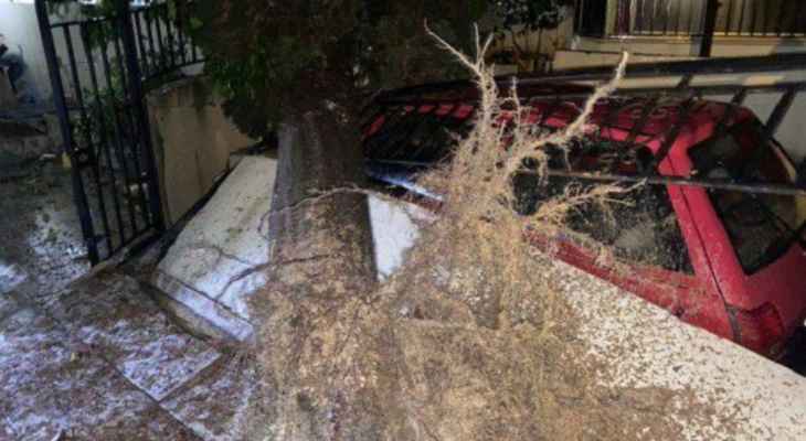"النشرة": سقوط شجرة كبيرة في حارة صيدا بسبب اشتداد العاصفة وقوة الرياح
