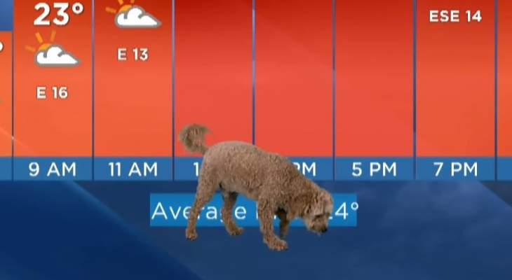 كلب يقتحم الاستوديو أثناء بثّ نشرة الأرصاد الجوية على الهواء مباشرة