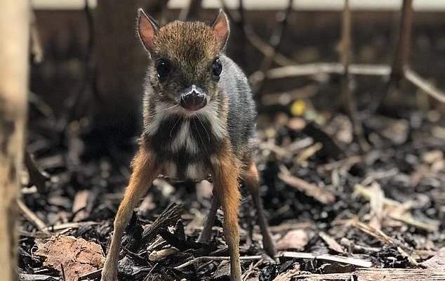 ولادة حيوان غريب في بريطانيا يجمع صفات الغزال والفأر