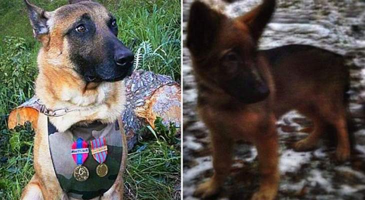 روسيا تهدي فرنسا كلبةً لتحل محل كلبة الشرطة ديزل