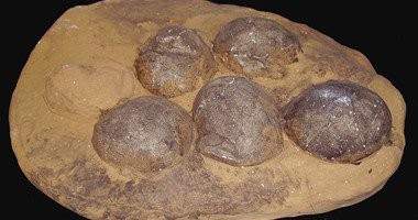 الشرطة الصينية تصادر 213 بيضة ديناصور 