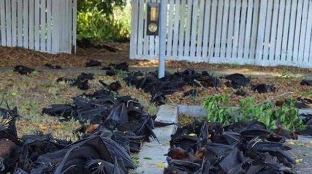 أكثر من 5 آلاف خفاش نافق يغطون شوارع مدينة أسترالية