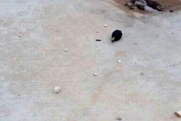 معلومات عن رمي قنبلة صوتية على احدى محطات المحروقات في منطقة الكولا فجرا