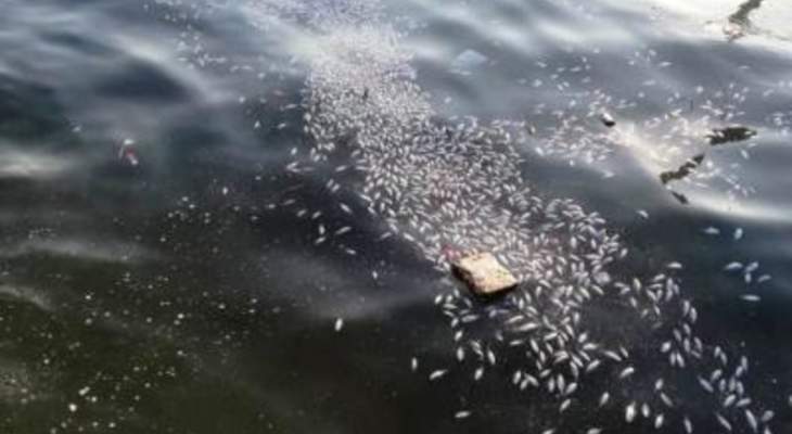 النشرة: نفوق كميات من الاسماك في ميناء صيدا