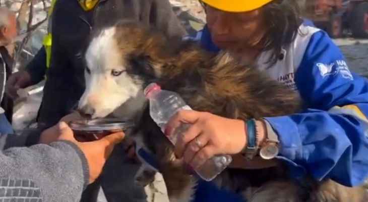 إنقاذ كلبة وجرائها الثلاثة من تحت الأنقاض في تركيا بعد شهر من الزلزال