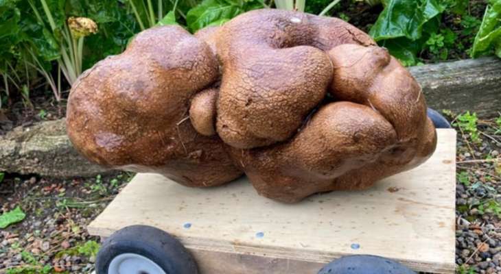 موسوعة غينيس: البطاطس النيوزيلندية العملاقة "مغشوشة"
