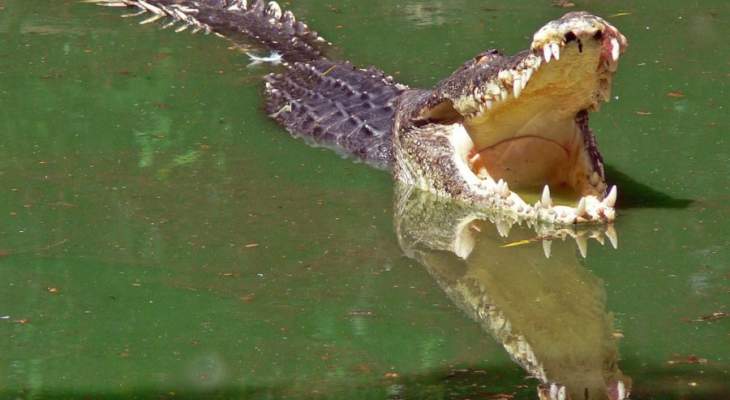 ابتلعه تمساح اثناء اغتساله في نهر بالهند