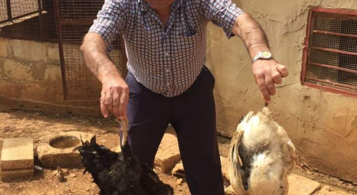 إعدام 35700 دجاجة بعد رصد سلالة إنفلونزا الطيور شديدة العدوى بهولندا