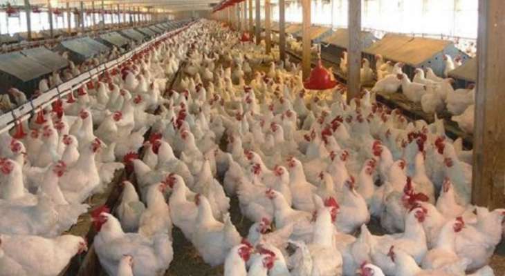 نقابة الدواجن: لاحتساب الحد الأدنى للرسم الجمركي المفروض على استيراد الدجاج على أساس سعر صيرفة