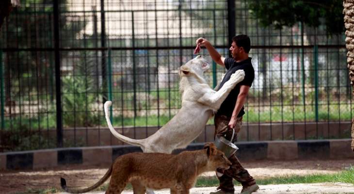 أسود ونمور عدي صدام حسين أرسلت الى محمية طبيعية في أربيل