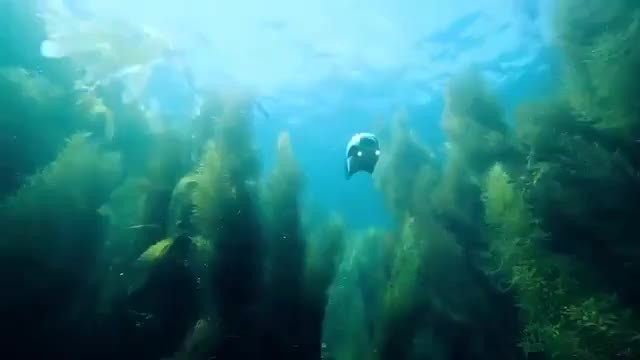 نجاح اول "سمكة درون" في العالم بالغوص تحت الماء
