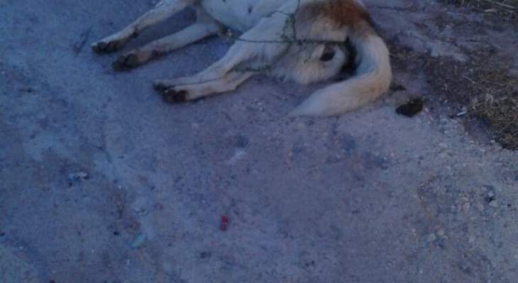 النشرة: مجهول يقتل 15 قطة و15 كلبا بالسّم في بلدة عيتنيت البقاعية