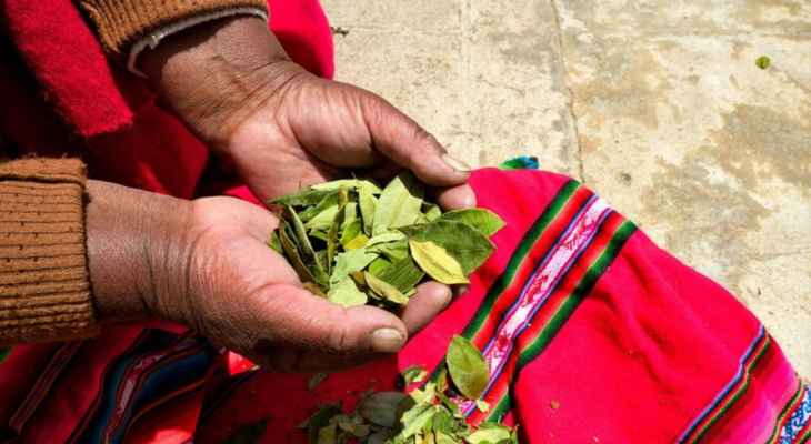 حكومة البيرو تخطط لشراء كامل محاصيل نبات الكوكا