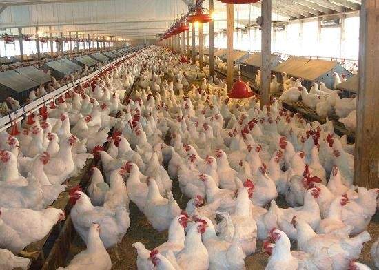 الزراعة الأميركية: إنفلونزا الطيور تقضي على 50.54 مليون طائر في أميركا