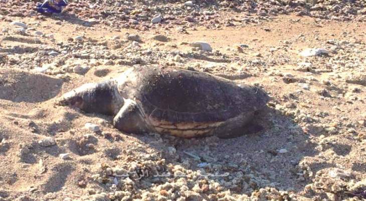 GREEN AREA إنتقدت استمرار التعدي على السلاحف : لحماية النظم الإيكولوجية البحرية