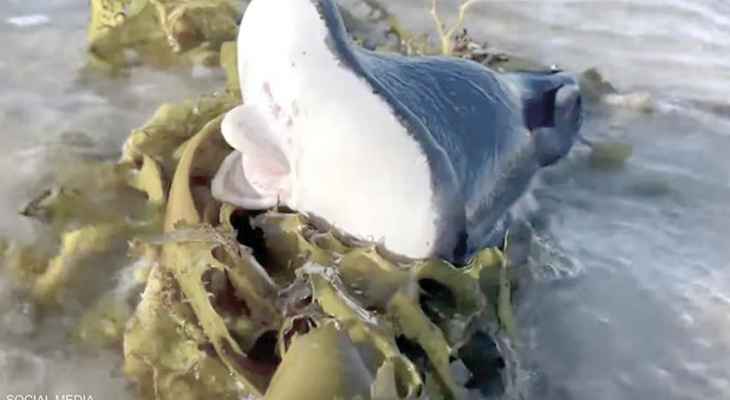 مخلوق بحري غريب سبب في إثارة الخوف لدى مرتادي شاطئ بوندي في أستراليا