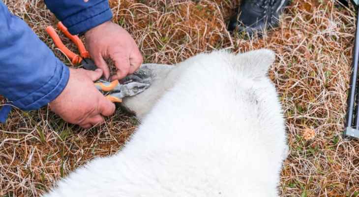 إنقاذ أنثى دب قطبي عجزت عن إخراج لسانها من علبة حليب معدنية