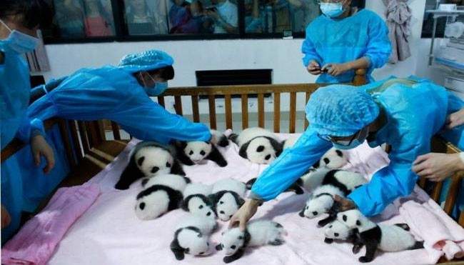 حضانة خاصة لصغار الباندا بالصين