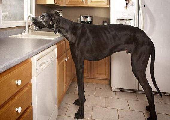 أطول كلب في العالم