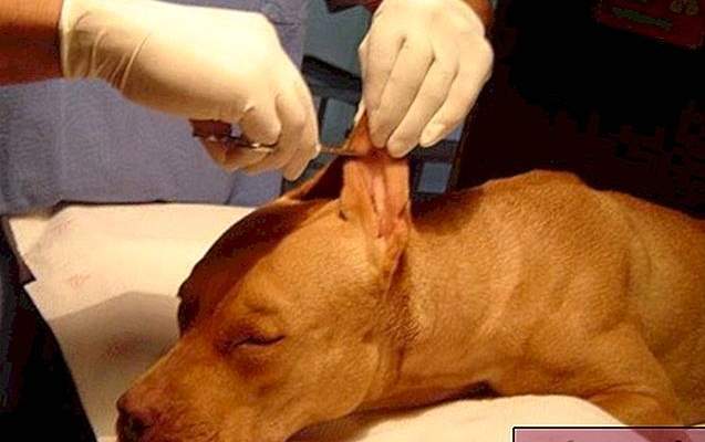 الشرطة الإيطالية: إطلاق حملة ضد الأطباء البيطريين بسبب قطع آذان الكلاب