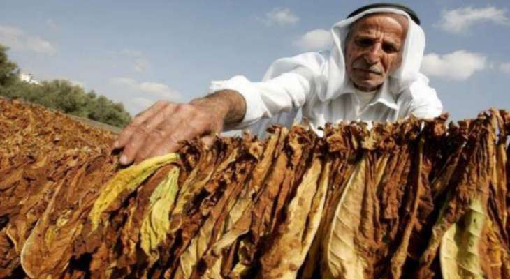 نقابة مزارعي التبغ والتنباك شمالا: تصريحات وهاب بحق "الريجي" تنطوي على معلومات ليست صحيحة