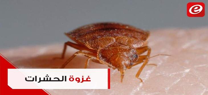 حشرات طائرة تقلق اللبنانيين... لماذا ظهرت وكيف يمكن التخلص منها؟