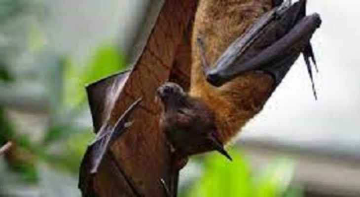خفاش مختفٍ منذ 40 عاما يظهر في دولة أفريقية