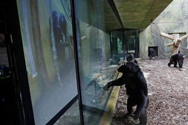 مجموعات الشمبانزي بحدائق حيوان في التشيك تتواصل عبر زووم بظل كورونا