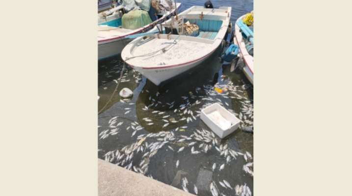 نفوق كميات من الأسماك في حوض ميناء صيدا ونقيب الصيادين ناشد معالجة المشكلة