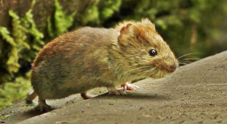 حملة عسكرية للتخلص من الفئران في نيوزلندا