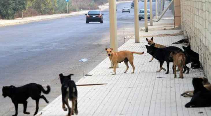 "النشرة": نجاة تلميذ من هجوم كلب شارد في منطقة شرحبيل بن حسنة – بقسطا