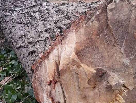 جريمة بيئية في بلدة حمانا ضحيتها ثلاث اشجار معمرة وبإذن من البلدية