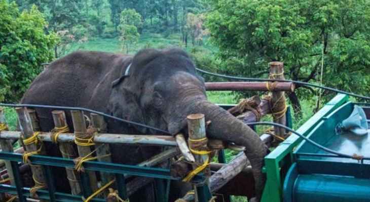 الإمساك بفيل محب للأرز في الهند بعد تسببه بمقتل ستة أشخاص