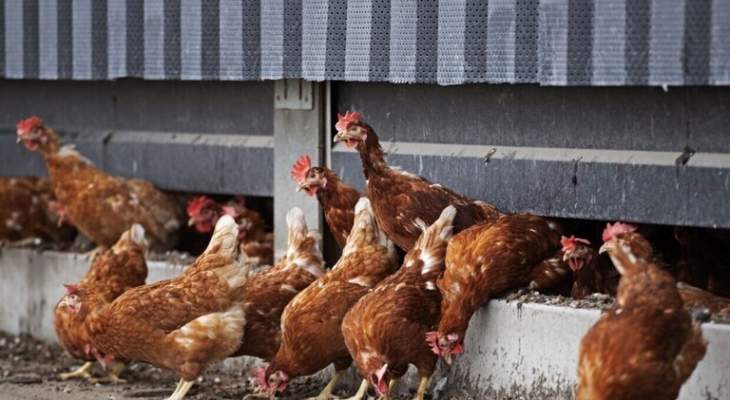 إعدام 190 ألف دجاجة بهولندا بعد اكتشاف بؤرة لإنفلونزا الطيور بمزرعتين