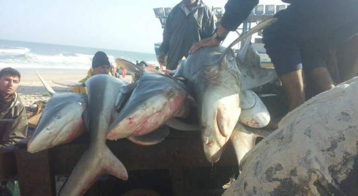 القوات المصرية تضبط عصابة تجلب أسماك القرش الى السواحل لضرب السياحة