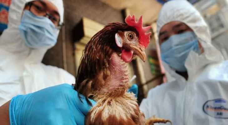 إعدام 201 ألف دجاجة لإحتواء تفشي إنفلونزا الطيور في هولندا