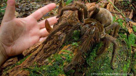 اكتشاف عنكبوت بحجم جرو صغير داخل الغابات بأميركا الجنوبية