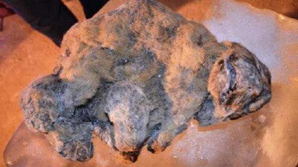 العثور على شبلين محنطين منذ 12 ألف سنة في سيبيريا