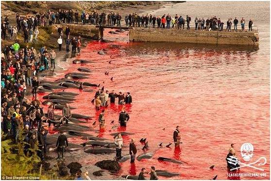 مجزرة لـ 250 حوتا تحول شاطئ في الدنمارك إلى بركة دماء