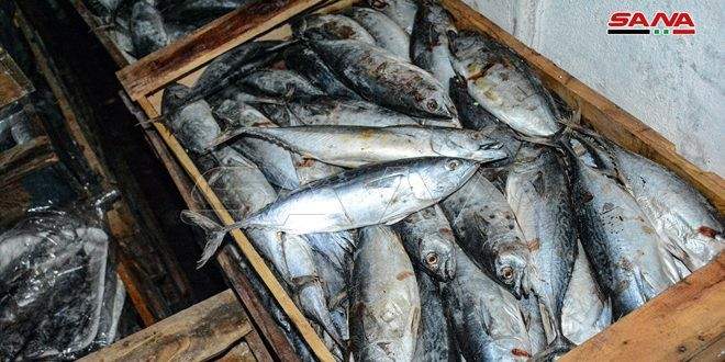 السلطات السورية: ضبط 7 أطنان من السمك الفاسد في اللاذقية