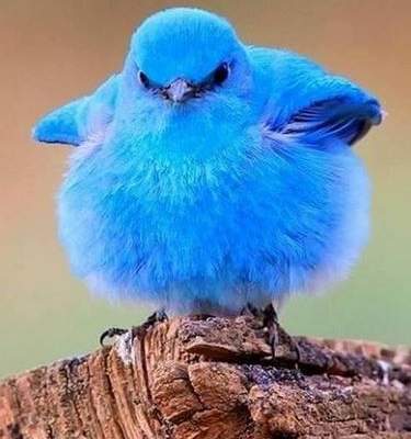 هذا هو طائر تويتر الحقيقي