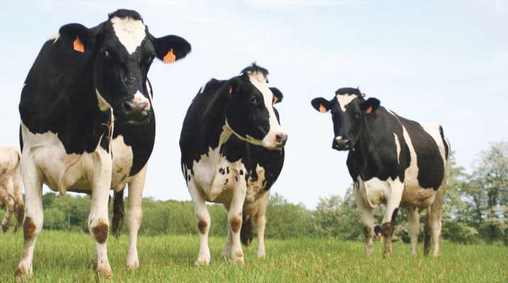 سلطات الجزائر قررت إيقاف استيراد العجول والأبقار الحية من فرنسا بسبب "النزفية الوبائية"