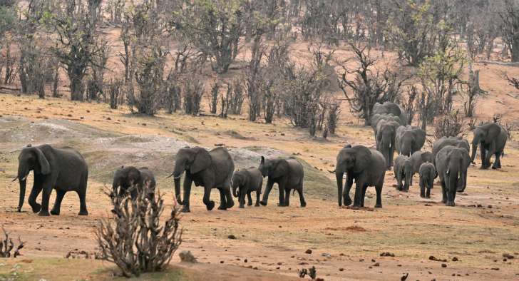نفوق أكثر من مئة فيل بسبب شح المياه في أكبر متنزه وطني في زيمبابوي